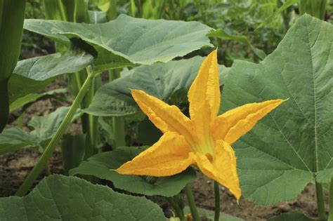 Pumpkin Vine Flowering - How Can You Tell If Your Pumpkins Got ...