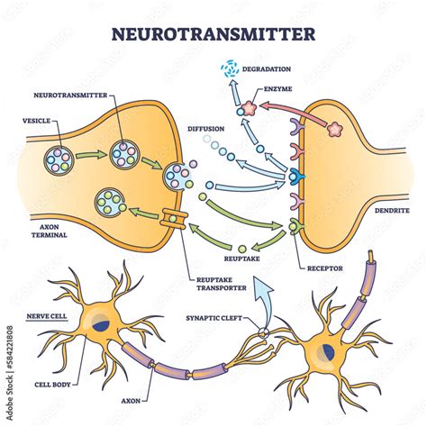 Fototapeta Neurotransmitter process detailed anatomical explanation ...