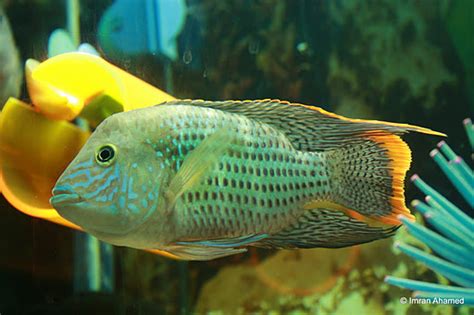 Keeping and Breeding Green Terror Cichlid | African Cichlids Fish