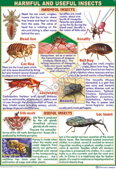 Harmful Insects