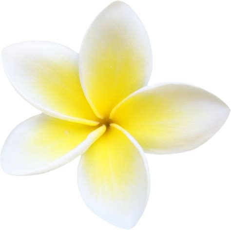 Plumeria PNG File PNG, SVG Clip art for Web - Download Clip Art, PNG ...