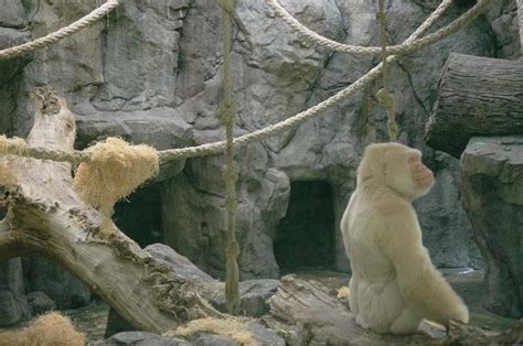 Albino gorilla Snowflake was inbred, study shows - UPI.com