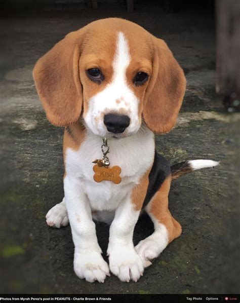 Mini Beagle Welpen Nrw