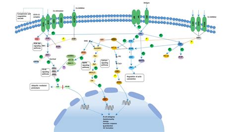 B cell receptor signaling pathway - Cusabio