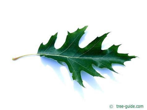 Pin Oak | Quercus palustris