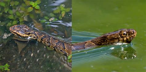 What's the difference?: Northern water snake vs. cottonmouth | Forest ...