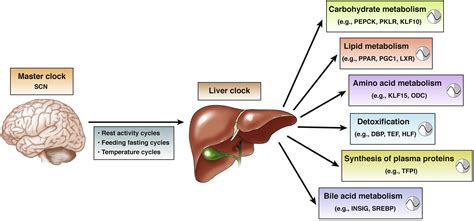 Circadian Clock Control of Liver Metabolic Functions - Gastroenterology