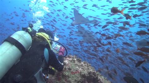 Galapagos Diving 2013 - YouTube