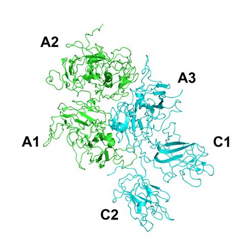 2: Structure of activated factor VIII (FVIIIa); green: Heavy chain ...