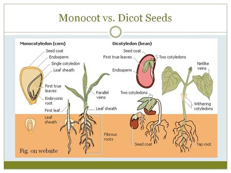 FuckYeahPlants | Plant science, Plant lessons, Teaching science