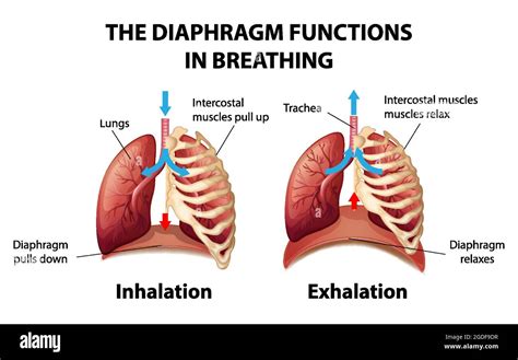 Diaphragm Breathing Diagram