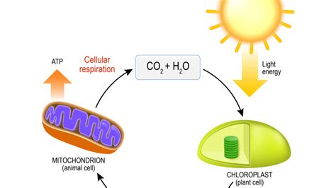 Cell Respiration Steps