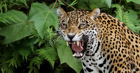 Jaguar Teeth: Everything You Need To Know