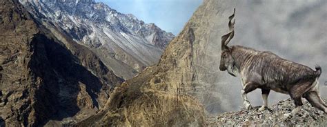 Markhor Hunting in Pakistan | Huntourage