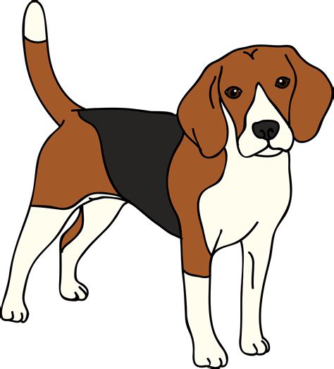 Beagle Drawing | Free download on ClipArtMag