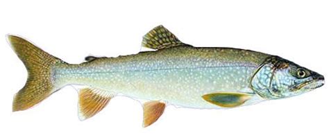 Types of Trout - Learn to Identify your Catch