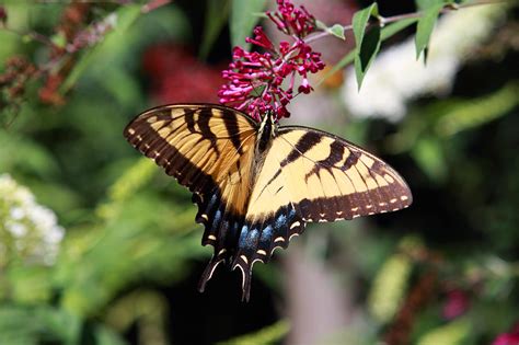 Beautiful Butterfly Pollination Photograph by John Lan - Pixels