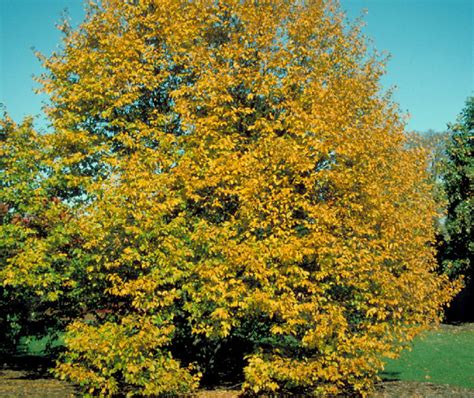 Ostrya virginiana | Tyler Arboretum