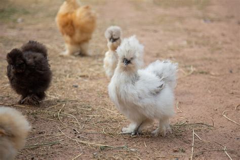 Poultry Supplies NPIP - 12+SILKIE CHICKEN HATCHING EGGS *SHOW QUALITY ...