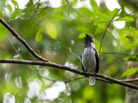 Bearded Bellbird - Birding Trinbago