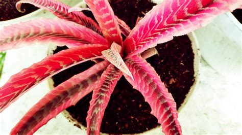 6 Types of Red Succulents - A-Z Animals