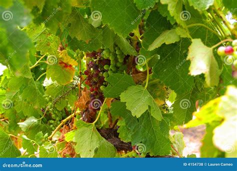 Merlot Grape Vine stock photo. Image of ripening, ripe - 4154738