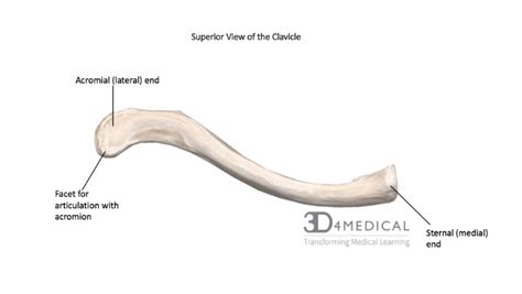 Acromial And Sternal End Of Clavicle - slideshare