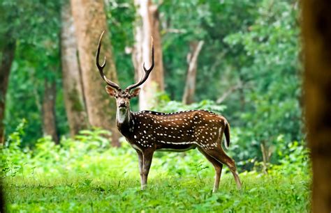 Chital Deer (Axis axis) by Murray Thomas - Wild Deer & Hunting Adventures