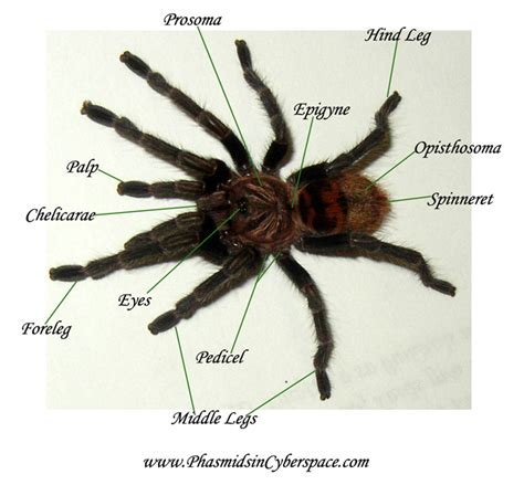 Puerto Rico Project! (Phormictopus cancerides): Tarantula anatomy =]