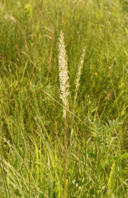 June Grass – Prairie Shore Botanicals – Laura Reeves