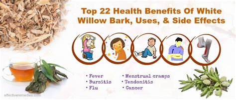 11 Health Benefits Of White Willow Bark, Uses, & Side Effects