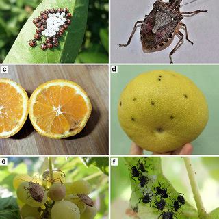 (PDF) Invasive brown marmorated stink bug Halyomorpha halys (Stål ...