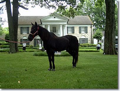 Elvis Presley : Rising Sun and other Horses at Graceland | Elvis Articles