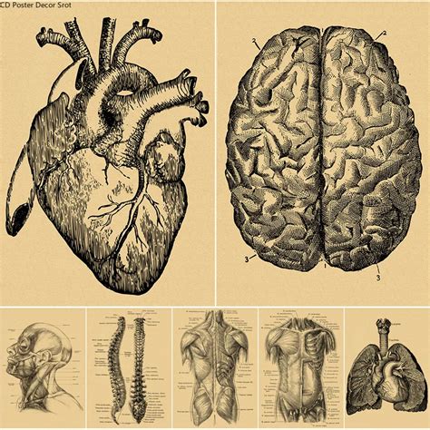 Vintage-Human-Anatomy-Poster-rg-o-Cora-o-C-rebro-Pulm-o-Esqueleto ...