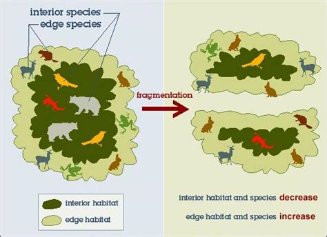 In what ways is biodiversity threatened? + Example