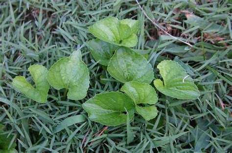 Broadleaf Weeds of Summer | Walter Reeves: The Georgia Gardener