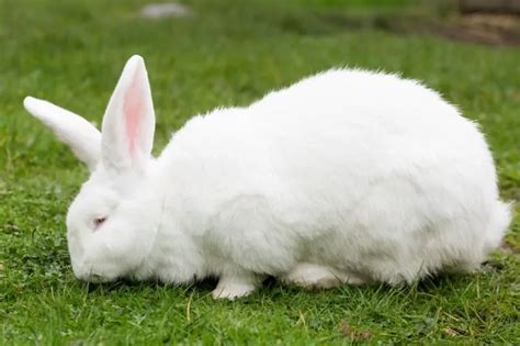 How to Care for Flemish Giant Rabbits - SimplyRabbits - Rabbit care