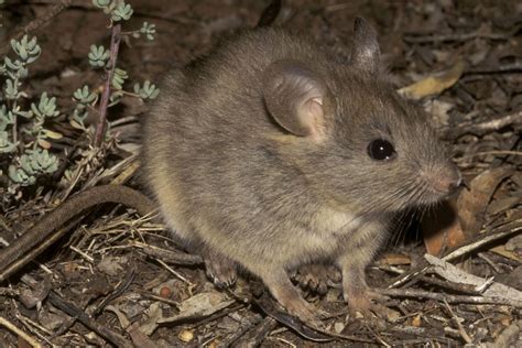 Greater Stick-Nest Rat - ABC News (Australian Broadcasting Corporation)