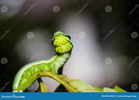 Caterpillar of Great Orange Tip Butterfly Stock Photo - Image of wings ...