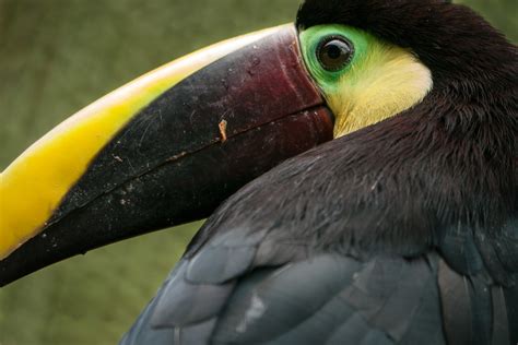 Swainson Toucan close-up | Coralie Mercier | Flickr