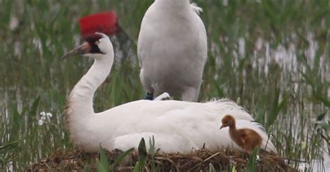 Louisiana whooping cranes make history