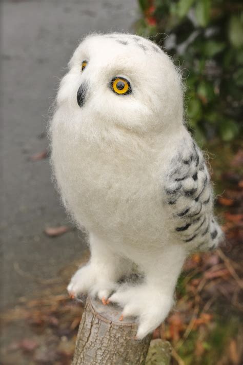 Amazing Animals Pictures: Fun and laughter with the Snowy Owl (Bubo ...