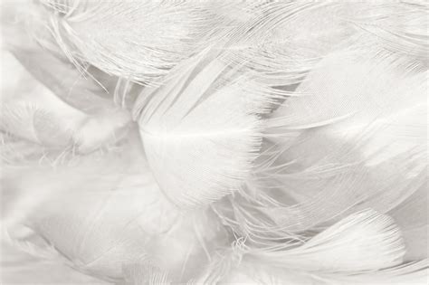 Premium Photo | White feather texture background