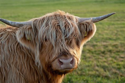 Free photo: Brown Yak - Animal, Grassland, Sky - Free Download - Jooinn