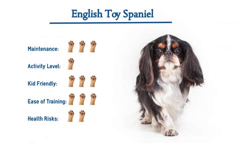 English Toy Spaniel Dog Breed… Everything that You Need to Know at a ...