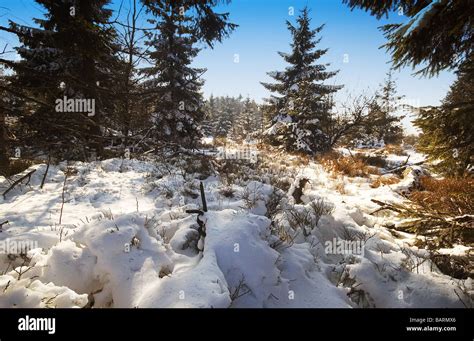 forest in winter ardennes belgium Stock Photo, Royalty Free Image ...