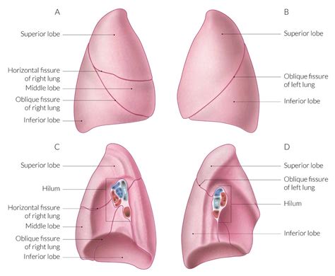 right middle lobe lung - Captions Week