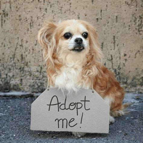 Pet Adoption: Senior Dog Edition - DGP For Pets