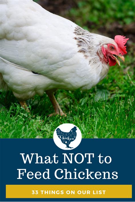 What Not to Feed Chickens: 33 Foods to Avoid - Backyard Chicken Project