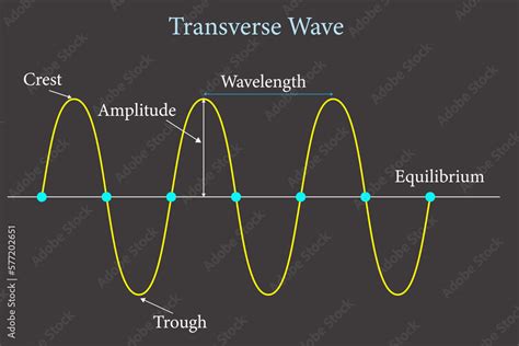 transverse wave presentation . Crest, trough, wavelength and amplitude ...